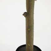 観葉植物 造花 コーヒーの木 BROWN 全高約170cm 大型 スリム フェイクグリーン 高級 本物そっくり リアル おしゃれ インテリア 人工観葉植物 アーティフィシャルグリーン カフェ オフィス 店舗 開店祝い 室内 リビング 玄関 寝室 風水 コーヒーノキ
