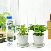 観葉植物 ポトス エンジョイ ＆ グローバルグリーン 2種セット 3.5号鉢 受け皿付き 育て方説明書付き エピプレムヌム