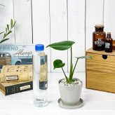 PLANCHU 観葉植物 モンステラ 3.5号鉢 受け皿付き 育て方説明書付き Monstera アロイド