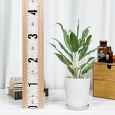 PLANCHU 観葉植物 アグラオネマ ゴースト 4号鉢 受け皿付き 育て方説明書付き Aglaonema ‘Ghost’ 幸せを招くタイの宝石 アロイド