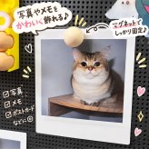 たまご マグネット 14個セット エッグトレー付き 12個 目玉焼き風 2個 冷蔵庫マグネット ミニチュア 食品サンプル風 かわいい おもしろ 雑貨 写真 メモ 固定 インテリア