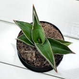 PLANCHU 多肉植物 サンセベリア サムライ ドワーフ 3号鉢 受け皿付き 育て方説明書付き Sansevieria ehrenbergii ‘Samurai Dwarf’ サンスベリア
