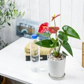PLANCHU 観葉植物 アンスリウム レッド 4号鉢 受け皿付き 育て方説明書付き Anthurium andraeanum cv. アンスリューム アロイド 鉢花