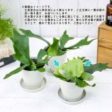 PLANCHU 観葉植物 プラティケリウム アルキコルネ 3.5号鉢 受け皿付き 育て方説明書付き Platycerium alcicorne アルシコルネ ビカクシダ コウモリラン シダ植物
