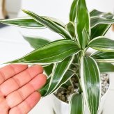PLANCHU 観葉植物 ドラセナ サンデリアーナ ホワイト 4号鉢 受け皿付き 育て方説明書付き Dracaena sanderiana 銀葉千年木