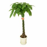 パキラ 8号 丸プラ 高さ約110cm 観葉植物 幸福の木