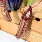 PLANCHU 食虫植物 ネペンテス ミランダ 5号吊り鉢 育て方説明書付き Nepenthes ‘Miranda’ ウツボカズラ