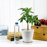 PLANCHU 観葉植物 パキラ ネジリ 実生株 5号樹脂鉢 ホワイト サスティー付き 受け皿付き 育て方説明書付き Pachira glabra 発財樹