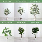 【高さ200cm】光触媒人工観葉植物 パキラ 曲がり 幅55cm×奥行50cm×高さ200cm オフィス 天然木 組立品 お部屋に気軽に飾れて空間を美しく彩るフェイクグリーン 本物の植物のようなリアルな質感とインテリアに馴染む風合いが魅力です
