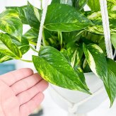 観葉植物 ポトス ゴールデン 5号鉢 樹脂製ハンギング鉢カバー付き 育て方説明書付き