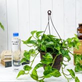 PLANCHU 観葉植物 ポトス グローバルグリーン 5号吊り鉢 育て方説明書付き PVP Epipremnum aureum ‘Global Green’ エピプレムナム アロイド