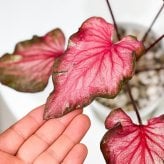 PLANCHU 観葉植物 カラジウム バイカラーフラミンゴ 4号鉢 受け皿付き 育て方説明書付き Caladium ‘Bicolor Flamingo’ カラディウム カラジューム アロイド