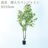観葉植物 造花 斑入りベンジャミン BROWN 全高約210cm 大型 フェイクグリーン 高級 本物そっくり リアル おしゃれ 明るい インテリア 人工観葉植物 アーティフィシャルグリーン オフィス 店舗 ホテル 開店祝い 室内 リビング 玄関 風水 ベンジャミナ