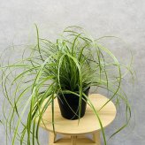 斑入り カレックス オシメンシス エバーライム 15cmポット苗 株 下草 常緑 多年草 グランドカバー カラーリーフ 庭 寄せ植えに 花壇 鉢植え 高耐寒性