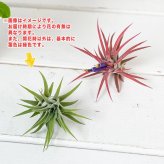 PLANCHU エアプランツ ティランジア イオナンタ ハムエムラ クランプ 1株 W7×H7cm前後 育て方説明書付き Tillandsia ionantha ‘Hamuemula’ エアープランツ チランジア