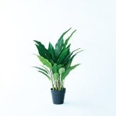 観葉植物 造花 スパティフィラム BROWN 全高約60cm 卓上・小型 フェイクグリーン 本物そっくり おしゃれ インテリア 人工観葉植物 アーティフィシャルグリーン オフィス 店舗 ホテル 開店祝い 室内 ミニ スパティフィルム フェイク