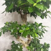 ガジュマル 観葉植物 八の字 8号鉢苗 大型 盆栽 末広がりの8の字 室内 珍しい 希少種 多幸の木 幸福をもたらす精霊が住むガジュマルの木 おしゃれなインテリア 結婚祝い 新築祝い 開店祝い 開業祝い 誕生日 母の日 父の日 記念日 プレゼントギフト 肥料別売り 敬老の日