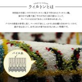 ラグ カーペット 玄関マット トルコ製 ウィルトン織り 約50×80cm 抗菌防臭 消臭機能 へたりにくい