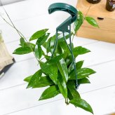 PLANCHU 観葉植物 ホヤ プビカリクス シルバーピンク 4号吊り鉢 育て方説明書付き Hoya pubicalyx ‘Silver Pink’ サクララン 桜蘭