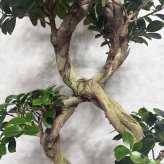 ガジュマル 観葉植物 八の字 8号鉢苗 大型 盆栽 末広がりの8の字 室内 珍しい 希少種 多幸の木 幸福をもたらす精霊が住むガジュマルの木 おしゃれなインテリア 結婚祝い 新築祝い 開店祝い 開業祝い 誕生日 母の日 父の日 記念日 プレゼントギフト 肥料別売り 敬老の日