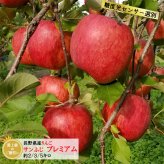 【糖度光センサー選別】長野県産りんご サンふじ プレミアム ギフト 約3キロ 約5キロ 贈答用 お歳暮 長野県産 信州産 果物 林檎 フルーツ 贈答 お取り寄せ 産地直送 母の日 父の日 敬老の日 還暦祝い お中元 お歳暮 お祝い ギフト 贈り物 グルメプレゼント 冬ギフト クリスマスプレゼント フルーツ 無添加【送料無料(一部地域除く)】