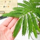PLANCHU 観葉植物 コヨバ エバーフレッシュ 4号鉢 受け皿付き 育て方説明書付き Cojoba arborea var. angustifolia アカサヤネムノキ