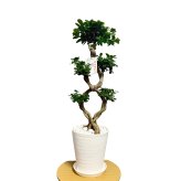 ガジュマル 観葉植物 八の字 8号鉢苗 大型 盆栽 末広がりの8の字 室内 珍しい 希少種 多幸の木 幸福をもたらす精霊が住むガジュマルの木 おしゃれなインテリア 結婚祝い 新築祝い 開店祝い 開業祝い 誕生日 母の日 父の日 記念日 プレゼントギフト 肥料別売り 敬老の日