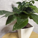 観葉植物 パキラ グラブラ 3本立ち ミニ 卓上 小さい 4号 高さ約35cm 白 スクエア鉢 マネーツリー 育てやすい 耐陰性 インテリア デスク 棚 一人暮らし 誕生日 引っ越し祝い 就職祝い 退職祝い お礼 プチギフト お祝い ギフト プレゼント おしゃれ