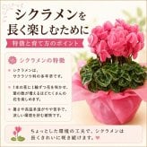 シクラメン 6号 鉢植え 送料無料 最高級シクラメン ビクトリア鉢花 6号 お歳暮 花 ギフト 誕生日 プレゼント 鉢植え 花鉢 フラワー 生花 クリスマス 自宅用 メッセージ 6寸 季節の花 季節の花鉢 おしゃれ 贈り物 花ギフト 誕生日プレゼント 北海道配送可
