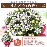 敬老の日 すぐ贈れるギフト 即日発送 ギフト プレゼント 花 生花 鉢植え 鉢花 カランコエ アザレア ベゴニア どら焼き スイーツ お菓子 和菓子 洋菓子 花とお菓子 60代 70代 80代 90代 おじいちゃん おばあちゃん 孫 孫から 送料無料 おいもや