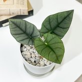 PLANCHU 観葉植物 アロカシア エレーン 4号鉢 受け皿付き 育て方説明書付き Alocasia nebula ‘Elaine’ アロイド