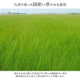 夏ラグ 夏用カーペット ラグ 国産 純国産 日本製 い草 モダン 抗菌防臭 自然素材 不織布 約191×250cm