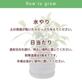 ガジュマル 5号 利休浅陶器 高さ約30cm 観葉植物