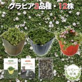 クラピア 全品種お試しセット 苗12株 K7 K5 K3 各4株 3平米用 植栽マニュアル付 グランドカバー 12ポット 有機入り一発果菜肥料200g付 イワダレソウ(改良種)  白色 グランドカバー プランツ 雑草対策 庭 ガーデニング 緑化 多年草 ガーデン 多年草 植物