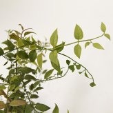 観葉植物 造花 ライベリー BROWN 全高約105cm 中型 フェイクグリーン 本物そっくり おしゃれ インテリア 人工観葉植物 アーティフィシャルグリーン オフィス 店舗 ホテル 開店祝い 室内 インテリアグリーン 枝もの フェイク