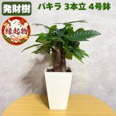 観葉植物 パキラ グラブラ 3本立ち ミニ 卓上 小さい 4号 高さ約35cm 白 スクエア鉢 マネーツリー 育てやすい 耐陰性 インテリア デスク 棚 一人暮らし 誕生日 引っ越し祝い 就職祝い 退職祝い お礼 プチギフト お祝い ギフト プレゼント おしゃれ