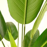 観葉植物 造花 カンナ BROWN 全高約165cm 大型 スリム フェイクグリーン 高級 本物そっくり リアル おしゃれ インテリア 人工観葉植物 アーティフィシャルグリーン 南国 オフィス 店舗 ホテル 開店祝い 室内 リビング 玄関 寝室 風水 フェイク