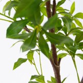観葉植物 造花 アセビ BROWN 全高約210cm 大型 フェイクグリーン 高級 本物そっくり リアル おしゃれ 和風 和モダン インテリア 人工観葉植物 アーティフィシャルグリーン オフィス 店舗 ホテル 旅館 開店祝い 室内 リビング 玄関 風水 庭木 馬酔木