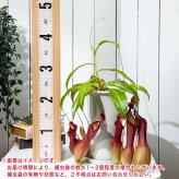 PLANCHU 食虫植物 ネペンテス アラタ アカ 5号鉢 受け皿付き 育て方説明書付き Nepenthes alata アラータ ウツボカズラ