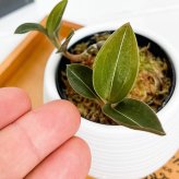 PLANCHU ジュエルオーキッド ルディシア ディスカラー ニグリカンス 3号丸鉢 受け皿付き 育て方説明書付き Ludisia discolor var. nigricans ブラックジュエル 洋ラン