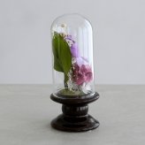 プリザーブドフラワー お供え花 ガラスドーム仏花 蘭音 -らんね-｜お供え デンファレ 蘭 小さい仏花 小ぶり 対 対飾り 仏壇用 初盆 新盆 四十九日 一回忌 三回忌 法事 法要 お供え お悔やみ お彼岸 即日発送 プレゼント ギフト 送料無料
