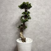 現品 ガジュマル 観葉植物 曲がり 8号鉢苗 大型 盆栽 登り樹 昇り竜 室内 珍しい 希少種 多幸の木 幸福をもたらす精霊が住むガジュマルの木 おしゃれなインテリア 結婚祝い 新築祝い 開店祝い 開業祝い 誕生日 母の日 父の日 記念日 プレゼントギフト 肥料別売り 敬老の日