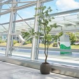 観葉植物 造花 クチナシ BROWN 全高約280cm 特大 大型 フェイクグリーン 高級 本物そっくり リアル おしゃれ 和風 和モダン インテリア 人工観葉植物 アーティフィシャルグリーン 吹き抜け ロビー オフィス 店舗 ホテル 旅館 開店祝い 室内 風水 庭木 くちなし