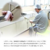 い草 リース 雑貨 飾り 消臭効果 リッラクス効果 アレンジ 約20cm丸