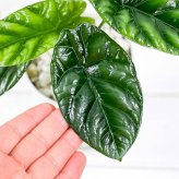 PLANCHU 観葉植物 アロカシア シヌアータ 4号鉢 受け皿付き 育て方説明書付き Alocasia sinuata アロイド ブルラータ