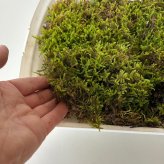 ハイゴケシート 31×23ｃｍ 箱入り ボックス 大きめ 苔玉作り こけだま 手直し