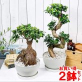 PLANCHU 観葉植物 フィカス ガジュマル 昇り竜＆太幹 2鉢セット 8号平鉢 受け皿付き 育て方説明書付き Ficus microcarpa 精霊の宿る木