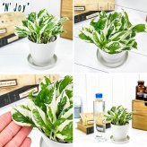 PLANCHU 観葉植物 ポトス エンジョイ ＆ グローバルグリーン 2種セット 3.5号鉢 受け皿付き 育て方説明書付き PVP エピプレムナム アロイド