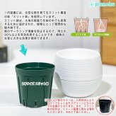 PLANCHU 観葉植物 アロカシア スティングレイ 3号丸鉢 受け皿付き 育て方説明書付き Alocasia macrorrhizos ‘Stingray’ アロイド