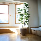 観葉植物 造花 フィカス エラスティカ BROWN 全高約195cm 大型 株立ち フェイクグリーン 高級 本物そっくり リアル おしゃれ インテリア 人工観葉植物 アーティフィシャルグリーン オフィス 店舗 ホテル 開店祝い 室内 リビング 玄関 風水 ゴムの木 インドゴムノキ